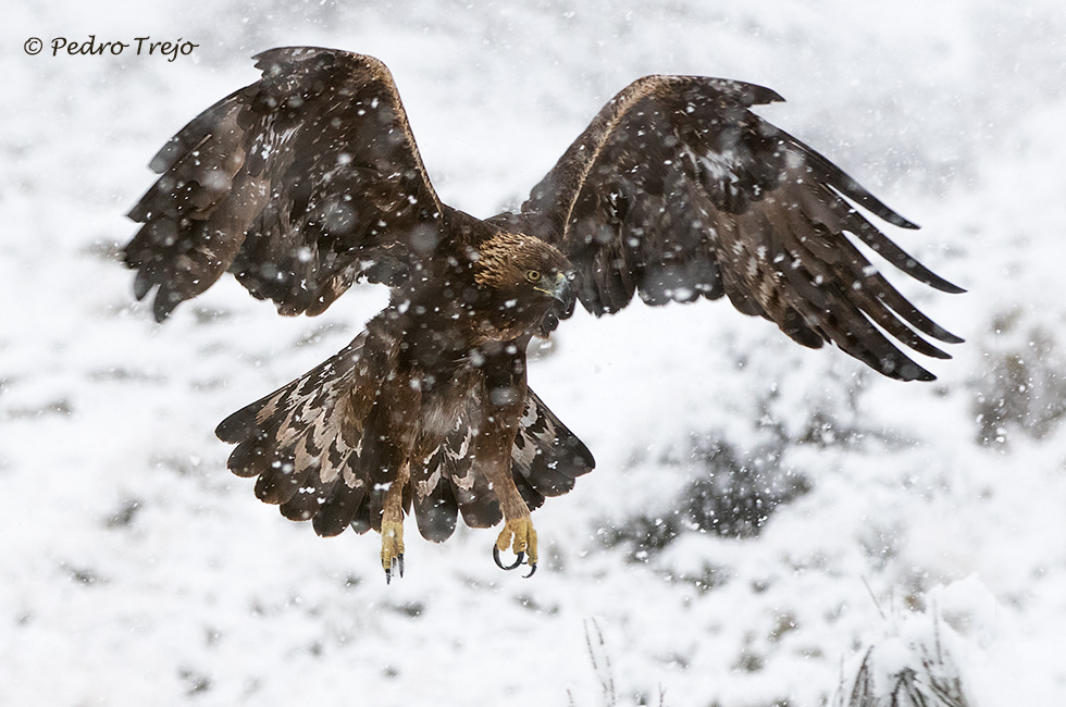 Aguila real (Aguila chrysaetos)